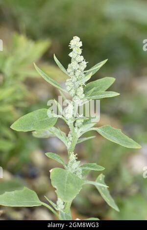 Common Orache - Atriplex patula Stock Photo