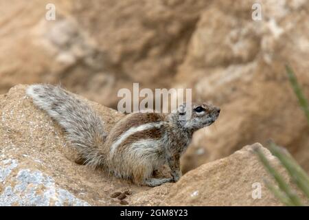 Barbary Ground Squirrel (Atlantoxerus getulus) also known as Striped or Moroccan Ground Squirrel, is endemic to Morocco. This one was photographed nea Stock Photo