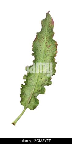 Northern Dock - Rumex longifolius Stock Photo