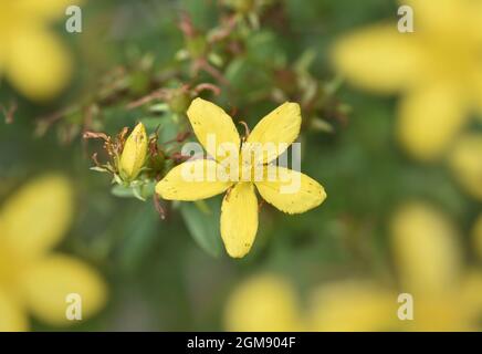 Perforate St John's-wort - Hypericum perforatum Stock Photo