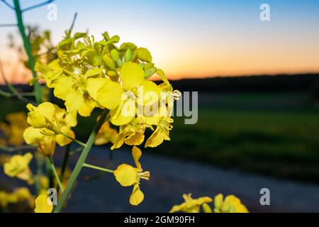 Bright yellow flowering rapeseed (Brassica napus) in rural landscape in summer in Germany, close up and selective focus.