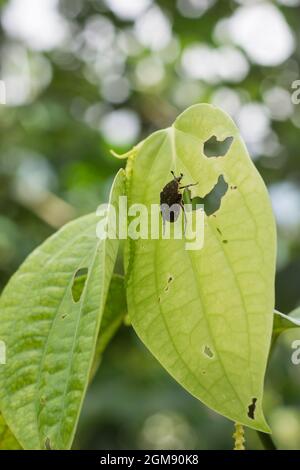 leaf eating yellow spotted beetle on a black pepper leaf, with holes poked in leaves, damaged and eaten leaves, closeup view of destructive insect Stock Photo