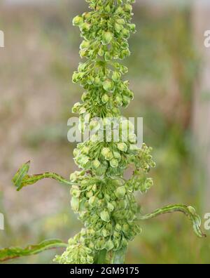 Northern Dock - Rumex longifolius Stock Photo