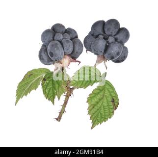 Dewberry - Rubus caesius Stock Photo