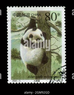 Stamp printed in China shows image of the 2000-3 Ailuropoda melanoleuca, circa 2000. Stock Photo
