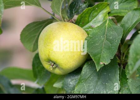 Apple Pitmaston Pineapple Stock Photo