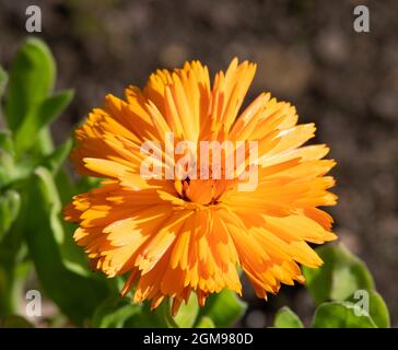 Calendula officinalis 'Calexis Orange' Stock Photo