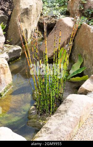 Equisetum hyemale Stock Photo