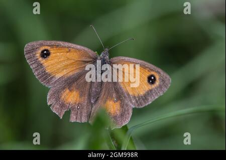 Gatekeeper butterfly resting on grass stem. Stock Photo