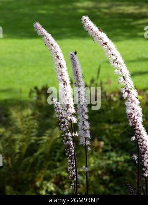 Actaea simplex Atropurpurea Group Stock Photo