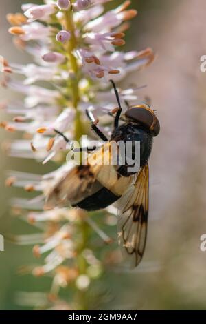 Volucella pellucens, Pellucid hoverfly, Inverurie, Scotland Stock Photo