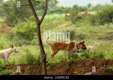 A white and a brown dog run over a hill of red earth. Stock Photo