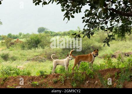 A white and a brown dog stand on a hill of red earth under a tree. Stock Photo