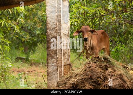A brown calf wears a small bell around its neck and is tied to a pillar with a rope. Stock Photo