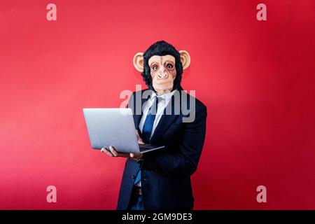 Businessman wearing monkey mask and using a laptop. Stock Photo