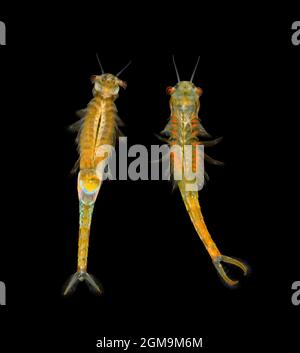 Branchipus schaefferi a fairy shrimp ventral view female left, male right Stock Photo