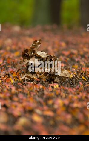 Vertical photo with dry oak leaves on top of an autumn shrub on a blurry background Stock Photo