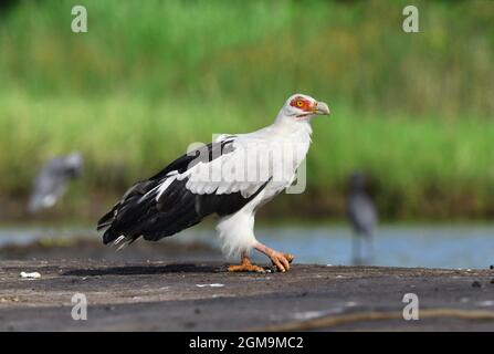 Palm-nut Vulture - Gypohierax angolensis Stock Photo
