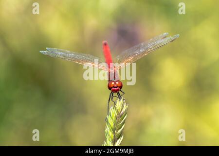 Specimen of red dragonfly posing on a stalk of grass Stock Photo - Alamy