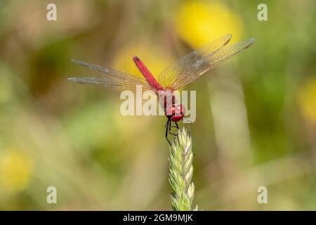 Specimen of red dragonfly posing on a stalk of grass Stock Photo - Alamy