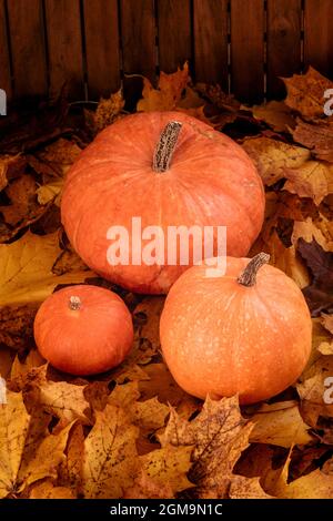 three pumpkins of a different size on maple leaves as a decoration Stock Photo