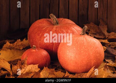 three pumpkins of a different size on maple leaves as a decoration Stock Photo