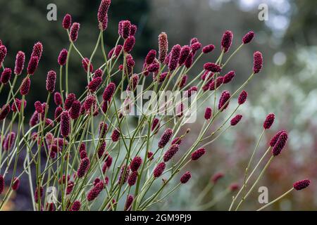 Mass of Sanguisorba Cangshan Cranberry flowers in summer Stock Photo