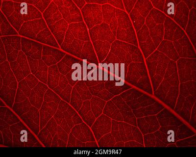 red back lighted leaf with macro details Stock Photo