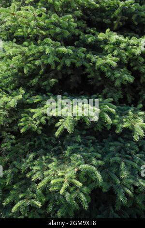 Texture of green spruce branches, vertical frame Stock Photo