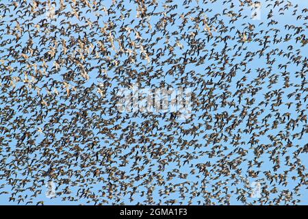 Red knot (Calidris canutus) large flock of red knots in non-breeding plumage flying over beach in spring along the North sea coast Stock Photo