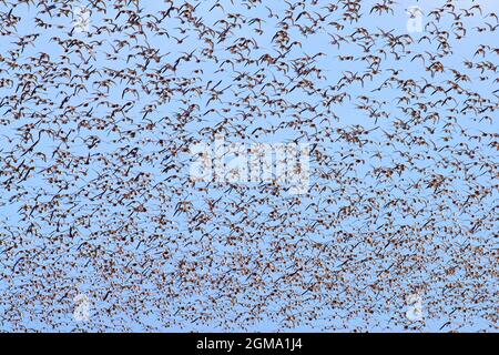 Red knot (Calidris canutus) large flock of red knots in non-breeding plumage flying over beach in spring along the North sea coast Stock Photo