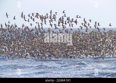 Red knot (Calidris canutus) large flock of red knots in non-breeding plumage flying over sea water along the North Sea coast in spring Stock Photo