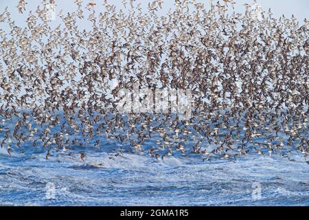 Red knot (Calidris canutus) large flock of red knots in non-breeding plumage flying over sea water along the North Sea coast in spring Stock Photo