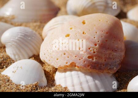 Macro of various sea shells on sand. Focus on sea shell with worm-holes. Stock Photo