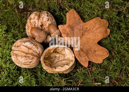 Open and closed walnuts and leaf lying on soft moss Stock Photo