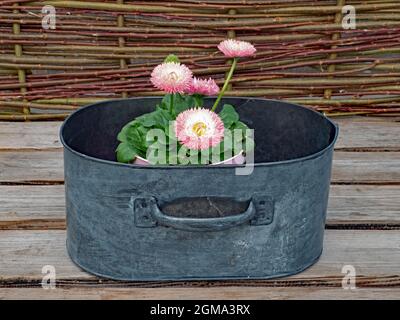 Decorative pot with Bellis perennis with pink flowers on wooden table Stock Photo