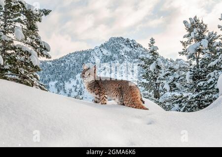 Bobcat in Snow Stock Photo