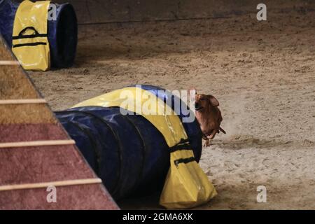 Agility competitions. Speed and agility, sports with pet. Brown dwarf dachshund quickly runs into tunnel pipe sports equipment for animals. Red haired Stock Photo