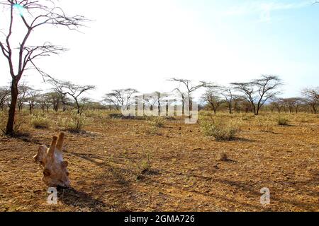 African Wildlife an Safari Stock Photo