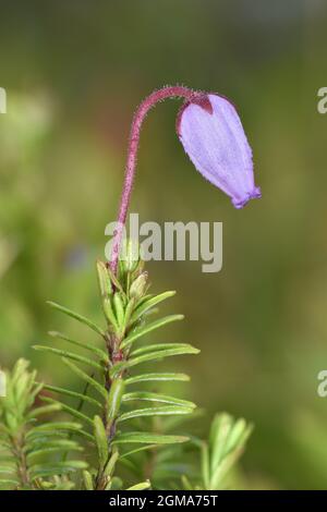 Blue Heath - Phyllodoce caerulea Stock Photo