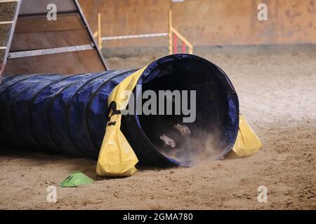 Agility competitions. Speed and agility, sports with pet. Brown dwarf ...