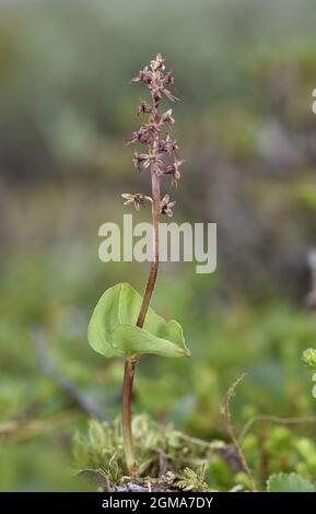 Lesser Twayblade - Listera cordata Stock Photo