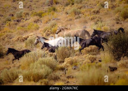 This image captures 6 wild horses running along a hillside in the Smoke Creek Desert in Lassen County, California, USA, near Pea Creek. Stock Photo