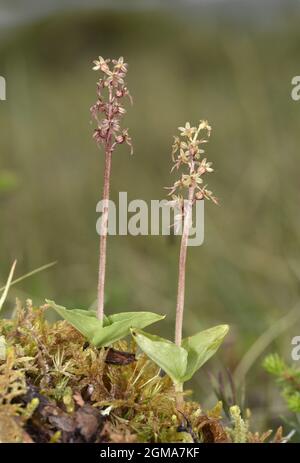 Lesser Twayblade - Listera cordata Stock Photo