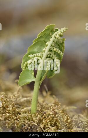 Moonwort - Botrychium lunaria Stock Photo
