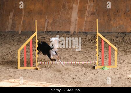 Speed and agility, sports with dog. Black and white border collie with red tan runs fast and jumps high over barrier at agility competitions. Stock Photo