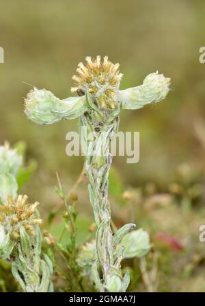 Common Cudweed - Filago vulgaris Stock Photo