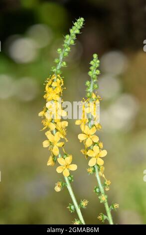 Agrimony - Agrimonia eupatoria Stock Photo