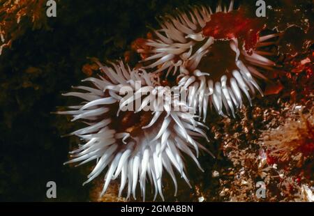 Sea Anemone. Actinothoe Sphyrodeta Stock Photo