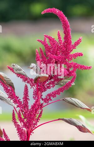 Close up of a Prince of Wales feather (amaranthus hypochondriacus) flower in bloom Stock Photo